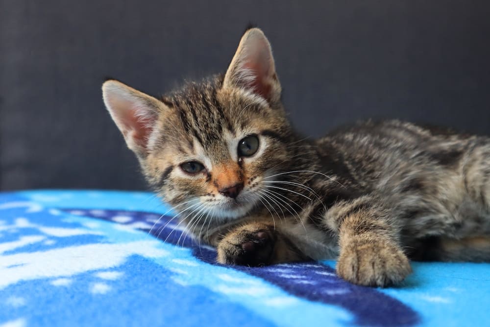 Cyperse kitten liggend op een blauwe deken