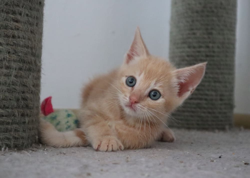 Oranje kitten die ligt bij een krabpaal