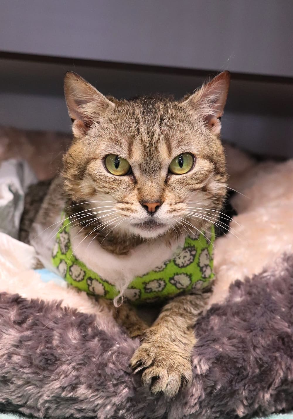 Cyperse kitten met een groen hestje liggend op een beige deken