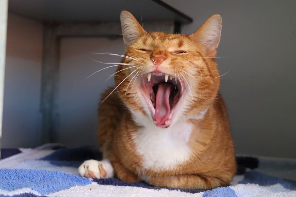 Oranje kitten die gaapt