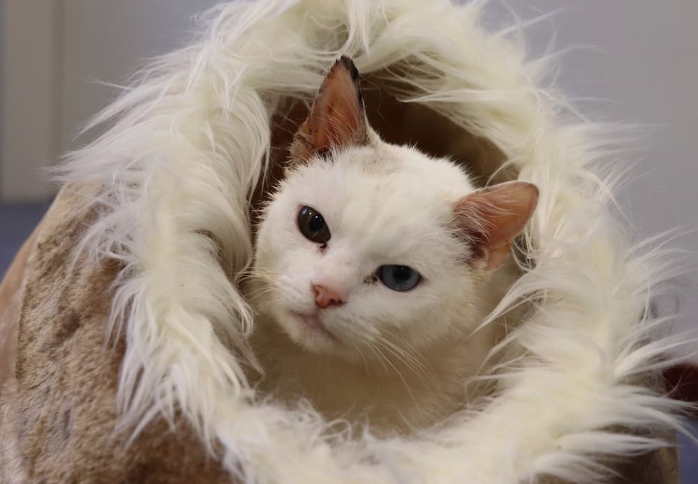 Witte kat in een plushe mand