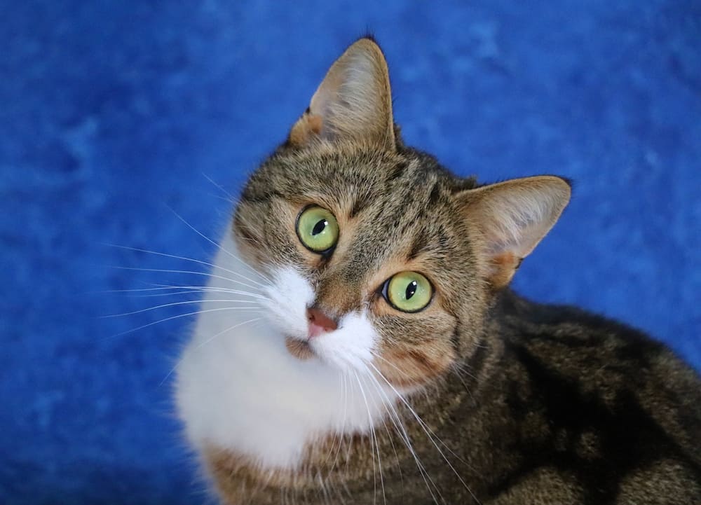 Cyperse kat met groene ogen die omhoog kijkt