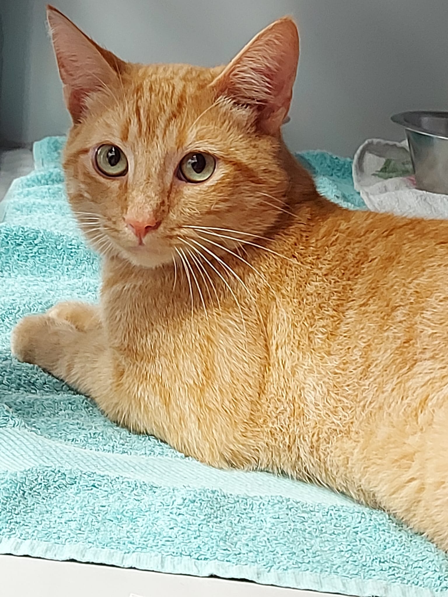 Oranje kat bij de dierenarts