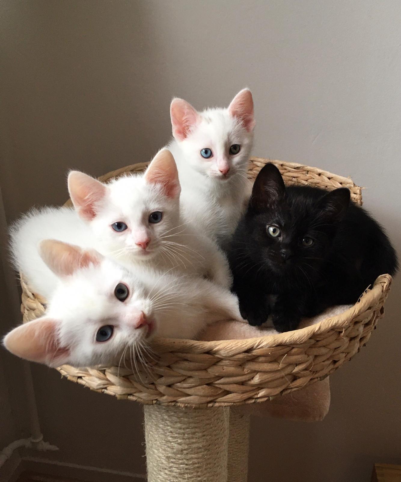 Tarieven dierenarts in vijf jaar tijd met 40% gestegen