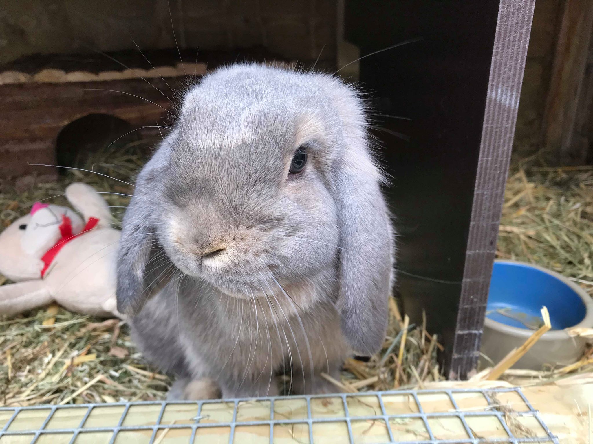 Grijs konijn in een buitenhok