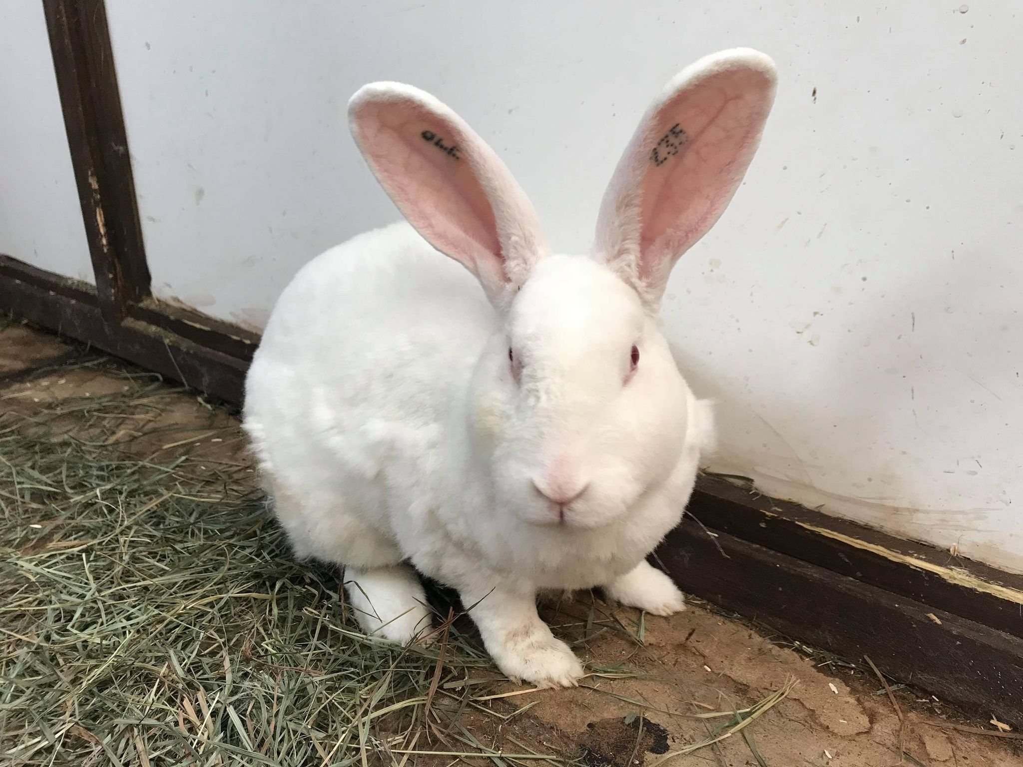 Wit groot konijn in een buitenhok
