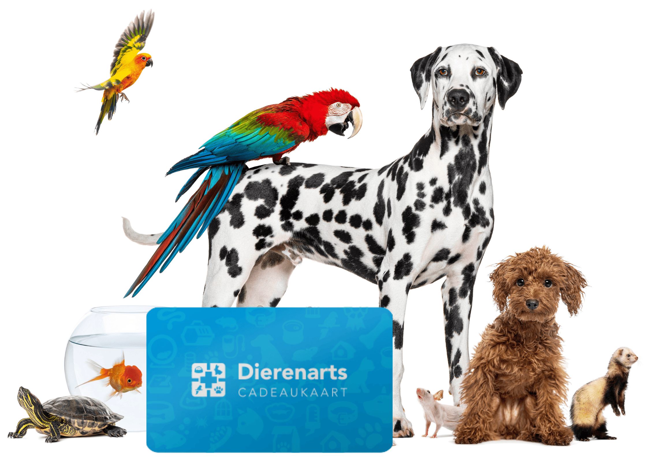 verschillende dieren afgebeeld met de Dierenarts Cadeaukaart